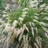 Achnatherum Stipa Calamagrostis